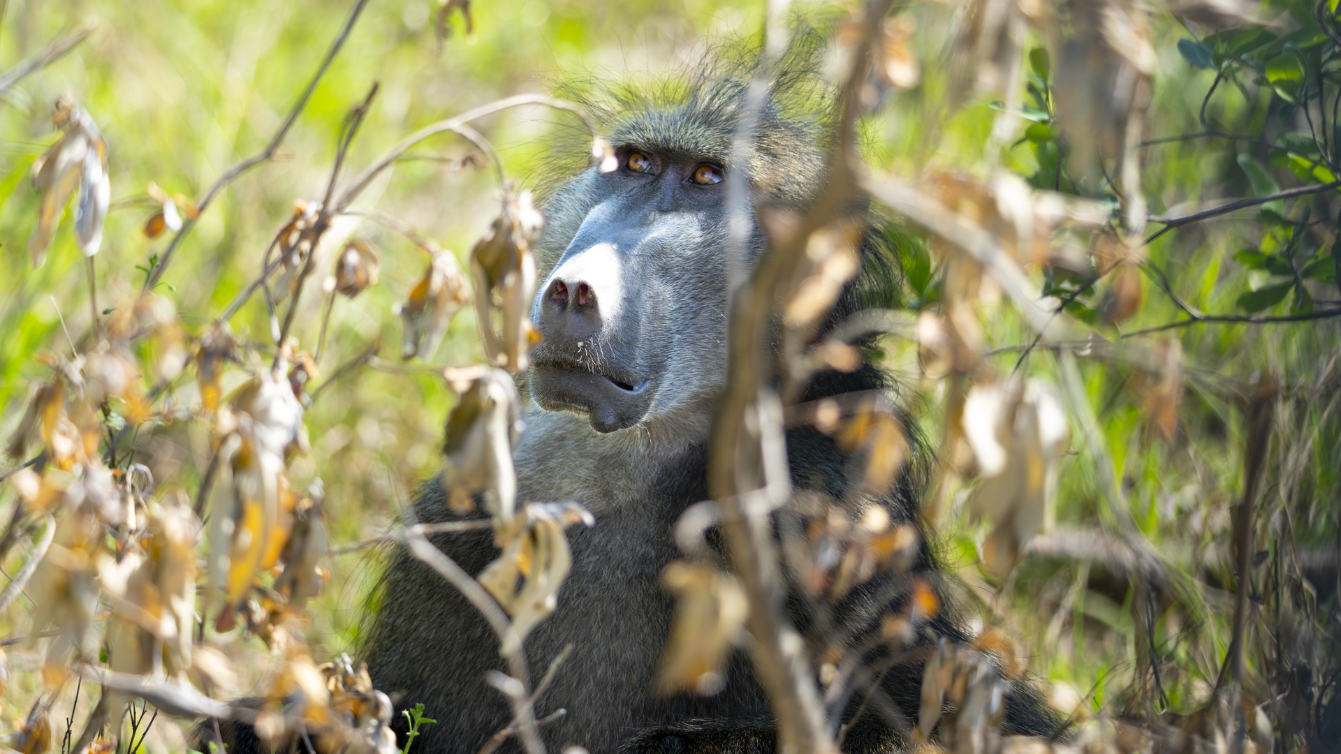 Kruger25 2025 11 01 09 08 36 ILCE 1M2 2065